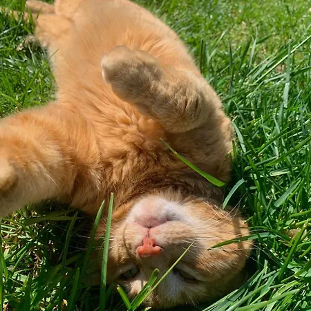 Tenute Di Hera - Via Francigena * Acquapendente